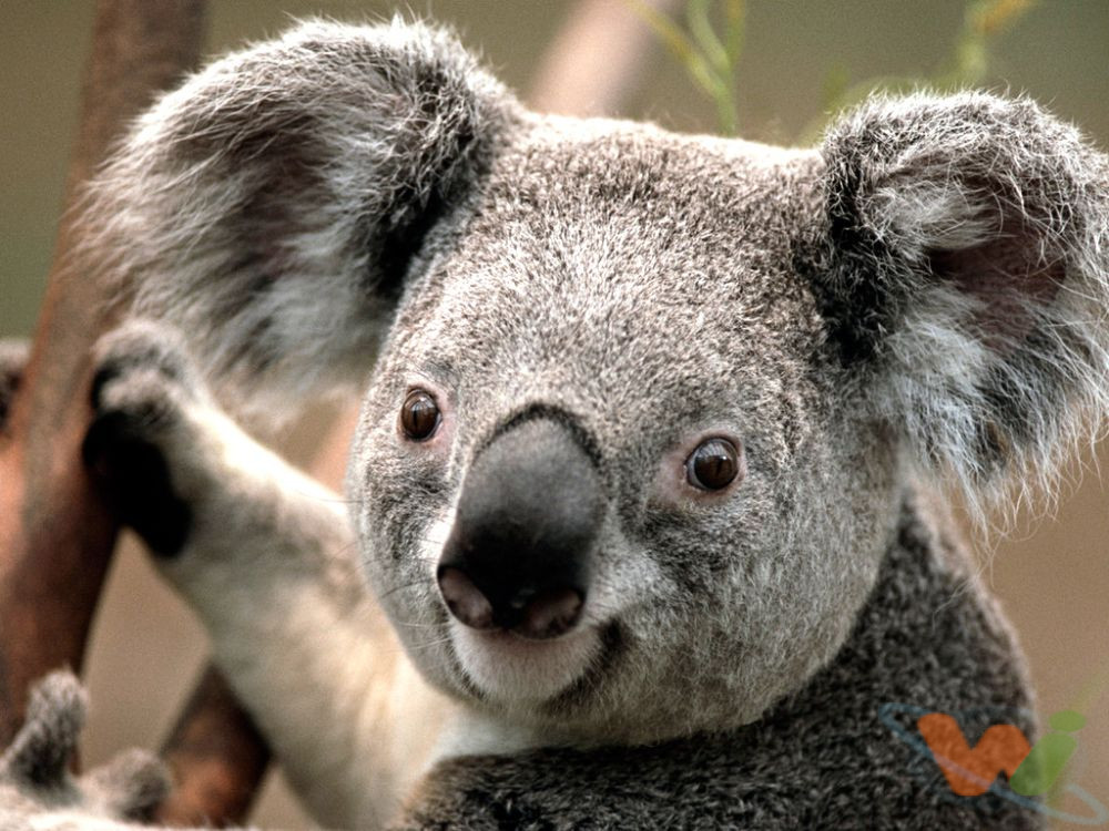 Koala Koala